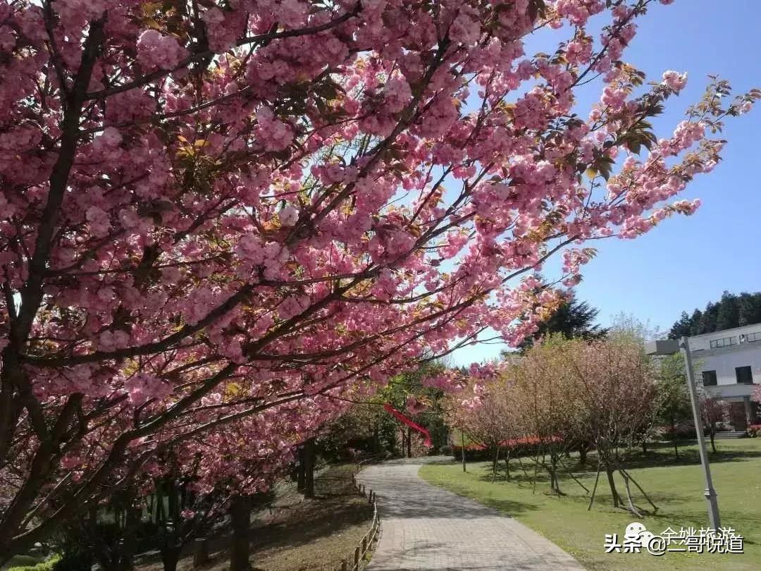浙江看日本樱花最佳地方,浙江赏樱花最佳地排行榜