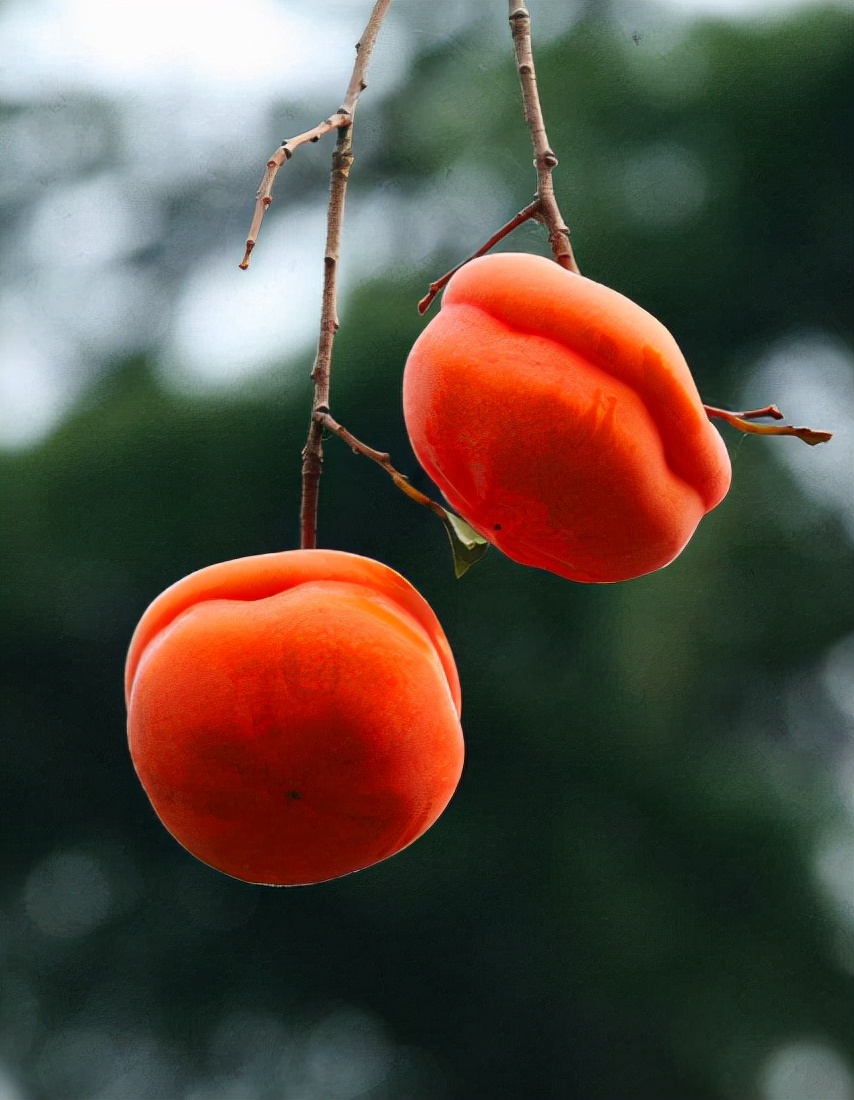 描写柿子的七绝古诗词,描写柿子的优美古诗词名句