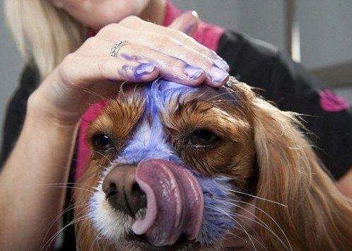 狗狗绝对不能吃的五种水果,三个月狗狗可以吃什么蔬菜跟水果