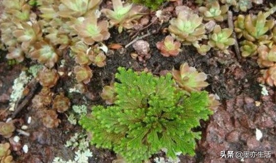 金庸小说中草药,金庸小说十大剧毒