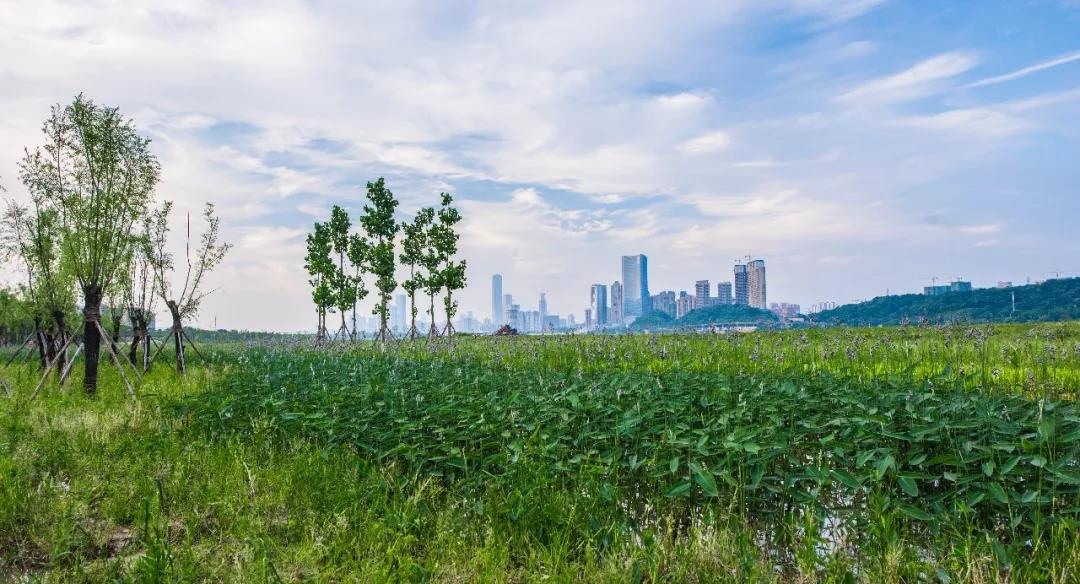 类似于橘子洲的江心洲有哪些,南京江心洲长沙橘子洲