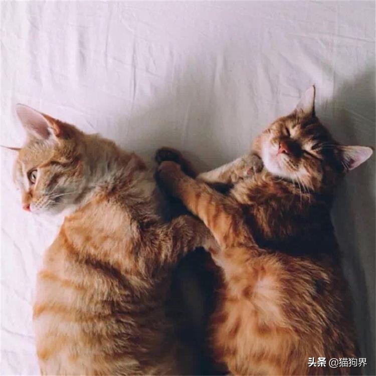 不会养猫的来学习,带你了解猫的性格特性#猫咪大明星#