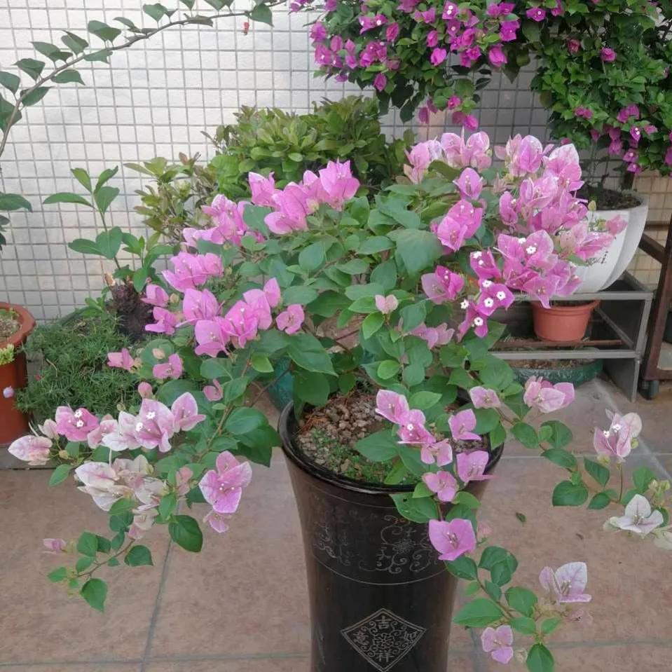 三角梅的徒长枝和开花枝,新栽的三角梅几天能发芽长出新枝