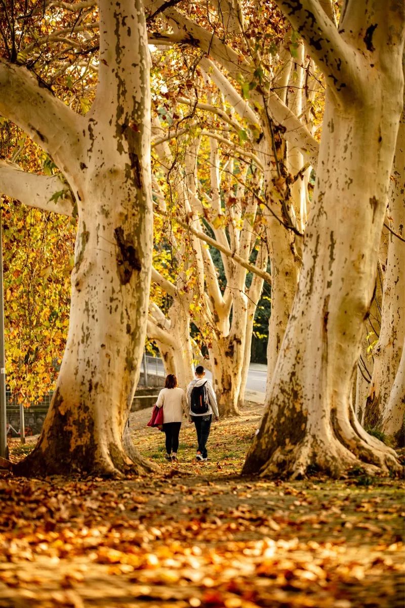 中国最美的大学武汉大学,最美的武汉大学