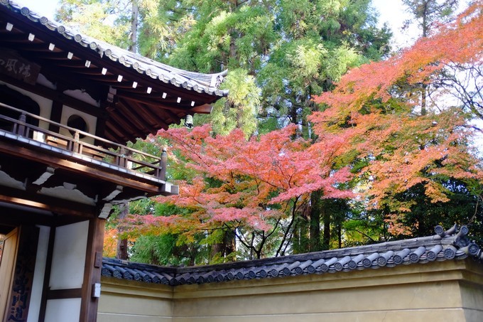 京都赏枫2022,京都赏枫必去景点有哪些好玩的