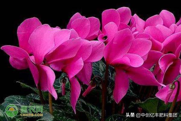 仙客来叶子发黄变软倒下怎么急救,仙客来叶子发黄的原因是什么