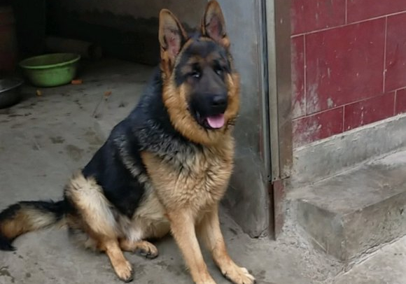 德牧几个月会护主看家,德牧看门