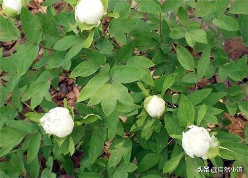 白芍种植技术与价格,中药材种植白芍的前景如何