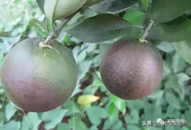 锈壁虱和红蜘蛛药一起可以打吗,杀红蜘蛛的药都可以杀锈壁虱吗