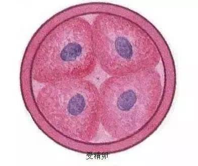 揭秘女人受精胎儿形成过程！十月怀胎就是生命最大的奇迹！