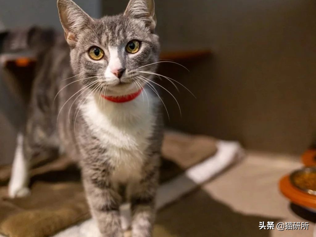 猫咪怕人不让抱怎么培养感情,猫咪长大了特别怕人怎么训练