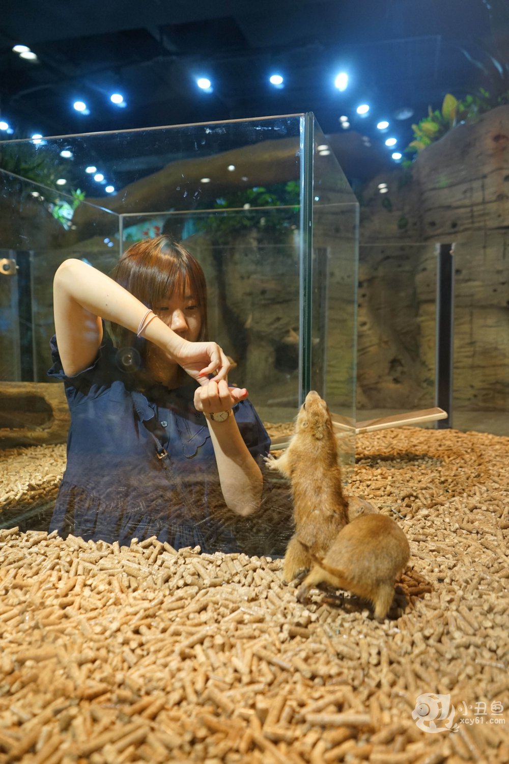 儿童玩的遛娃好去处,有动物的溜娃好去处