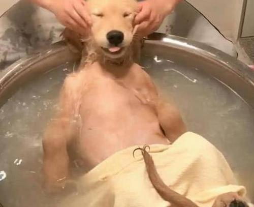 如何把金毛惹生气,把金毛惹急了会怎么样