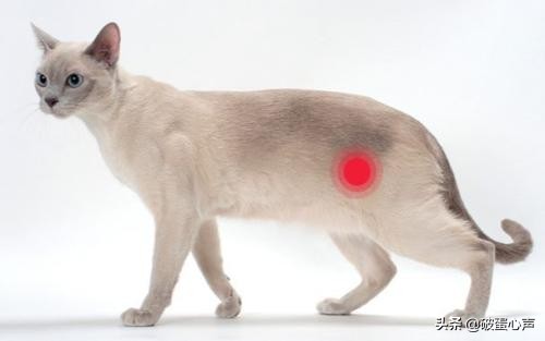 猫咪也有自己的烦恼,猫咪有自发性膀胱炎