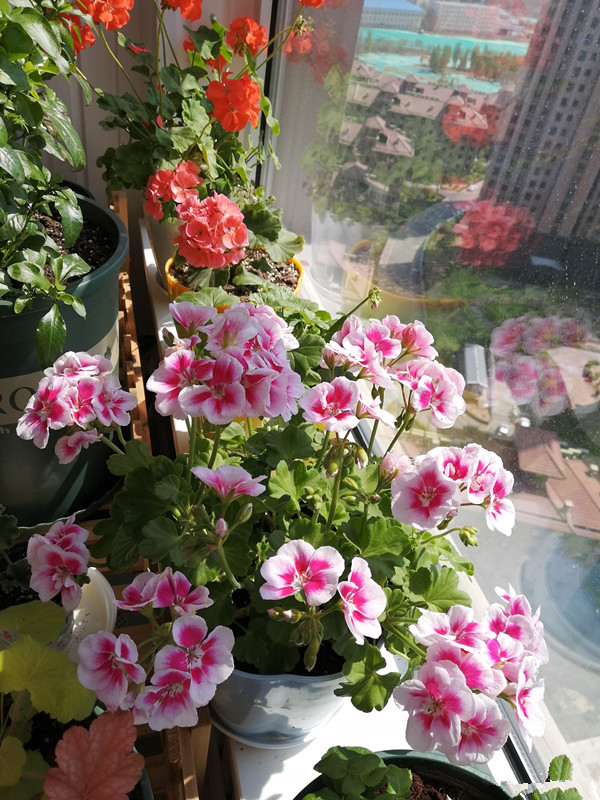 天竺葵怎么养才一年四季开爆花,天竺葵怎么养能开花不断