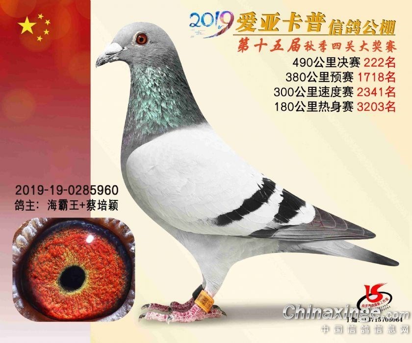 海霸王詹森纪录,冠霖公棚2017年获奖鸽欣赏