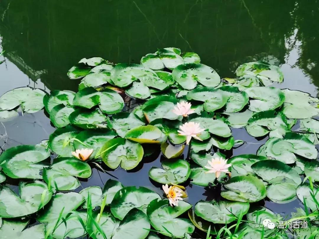 千年古村平阳县鸣山村古城夜景,平阳昆阳鸣山古村落