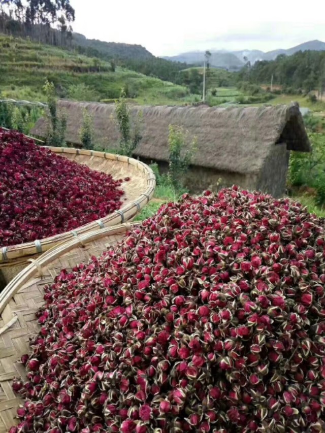 摆榔彝族布朗族乡简介,摆榔彝族布朗族乡蓝莓基地