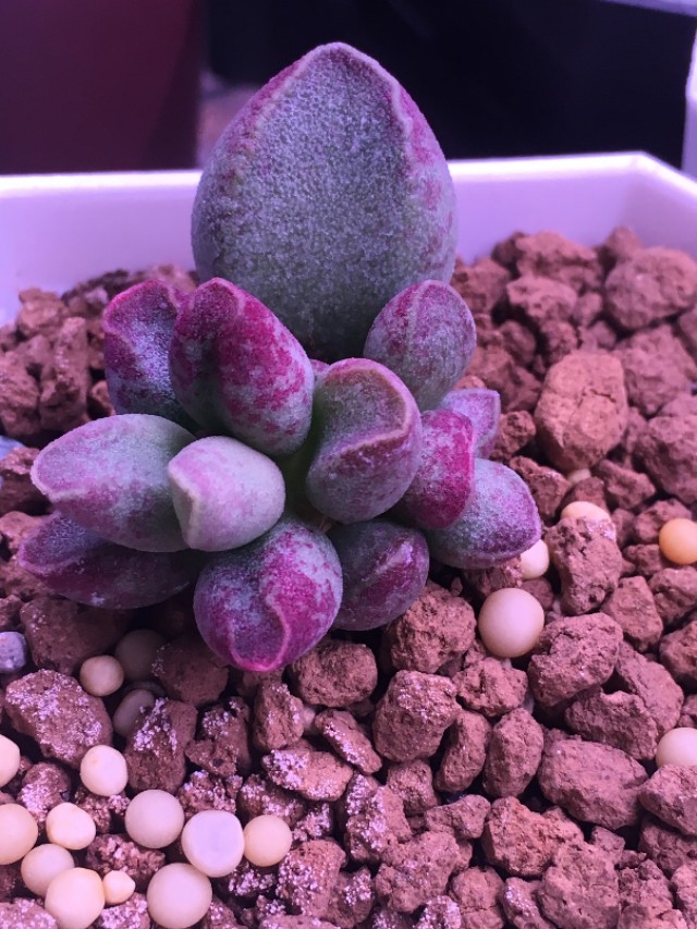 全部水泡类多肉,水泡多肉耐冻不