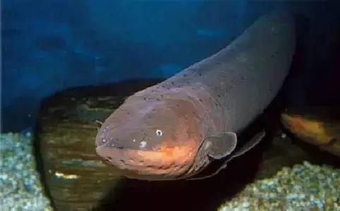 电鳗的电有多大,电鳗是如何发电的你知道吗