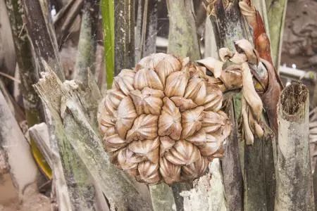 东南亚9大奇葩水果,第3个在中国是爆款!