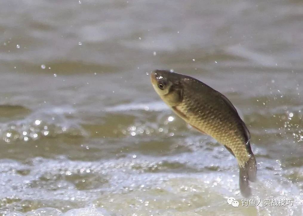 夏天钓鱼风向对照表,夏季什么风适合钓鱼