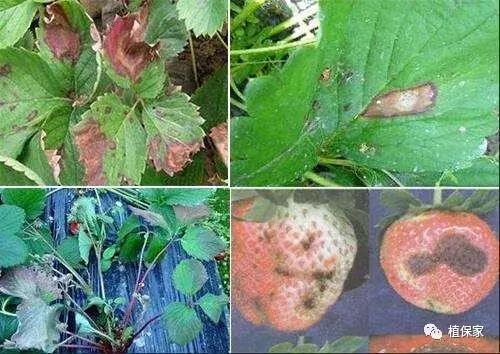 大棚草莓常见病虫害防治方法,南京地区草莓病虫害防治的现状