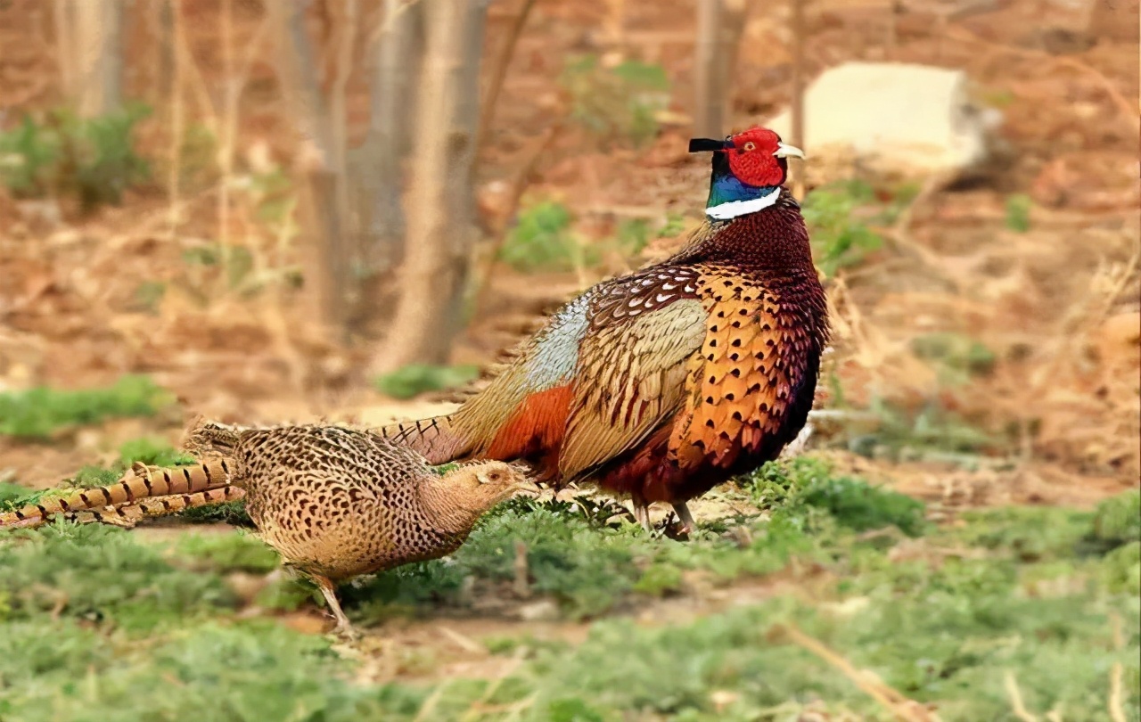一分钟带你看懂古人如何花式送礼撩妹/汉