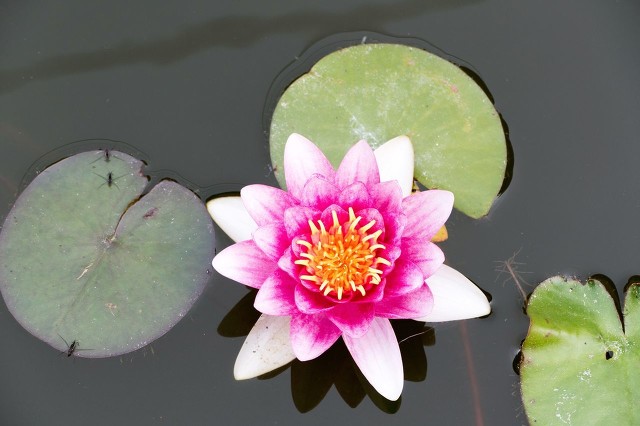 喜欢“水中花”就养这4种,一年四季有花赏,个个都很“仙”