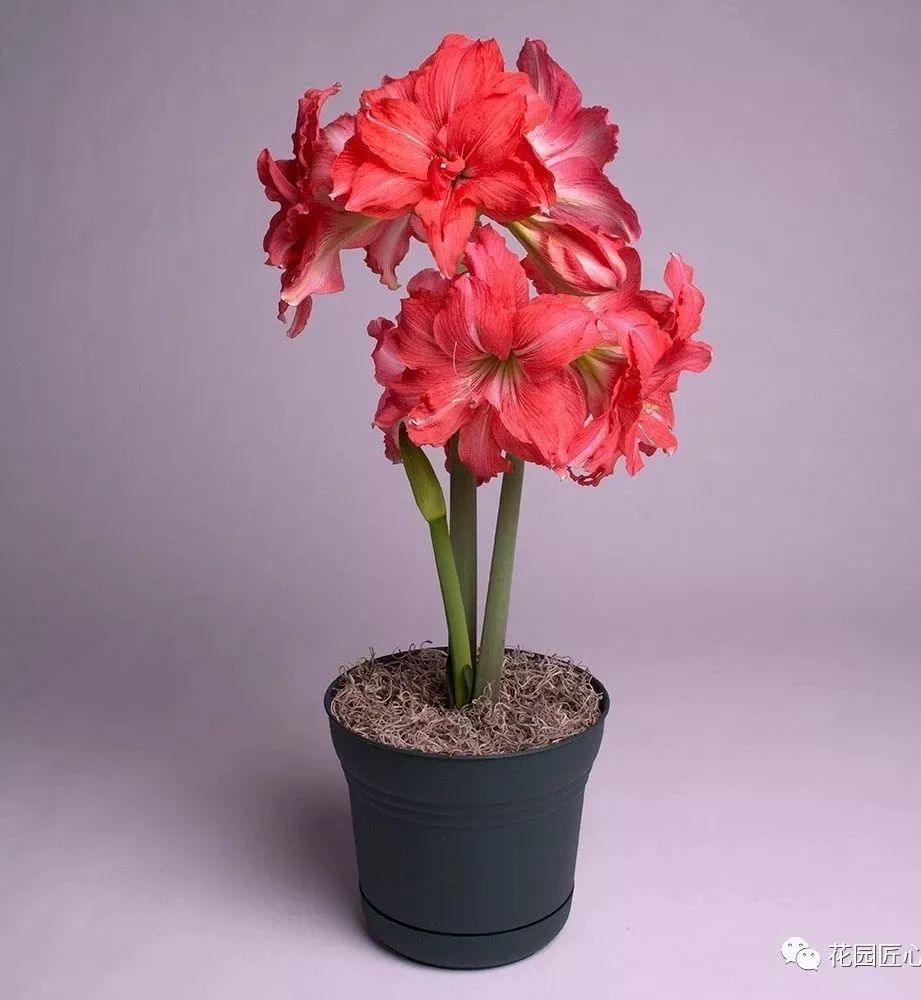 朱顶红为什么老是烂球,怎么才能让朱顶红不生小球