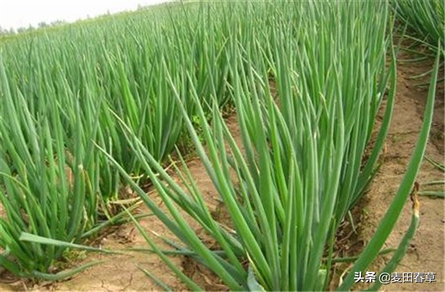 大葱春季地膜育苗方法和技术,春种玉米种植技术