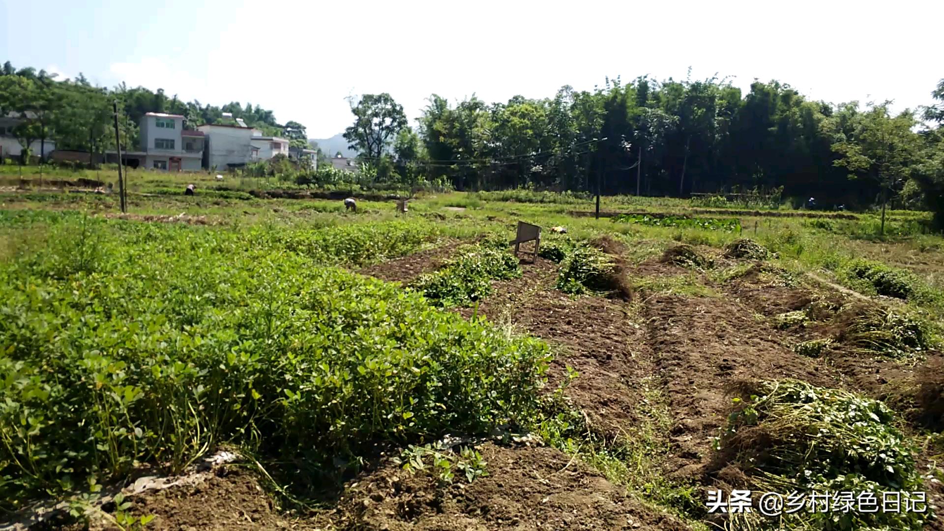 农民花生收获的季节,农民收获花生场景