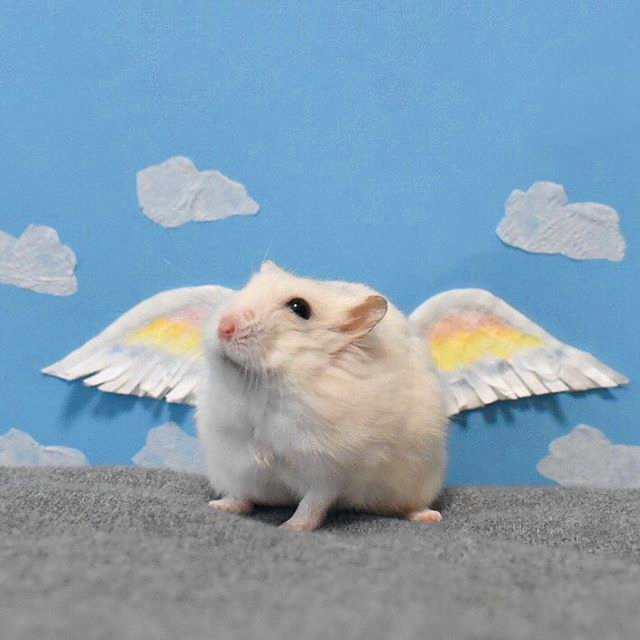 仓鼠都喜欢越狱吗,仓鼠喜欢越狱怎么办