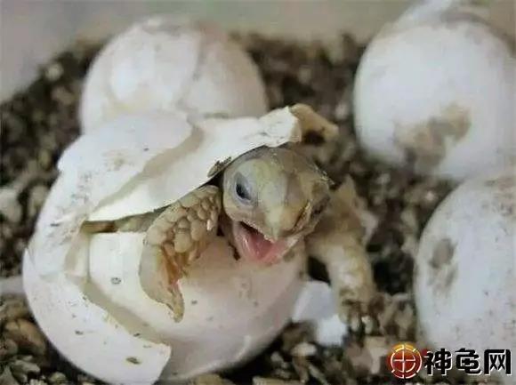 疑问：龟蛋为何不受精？原因有哪些？