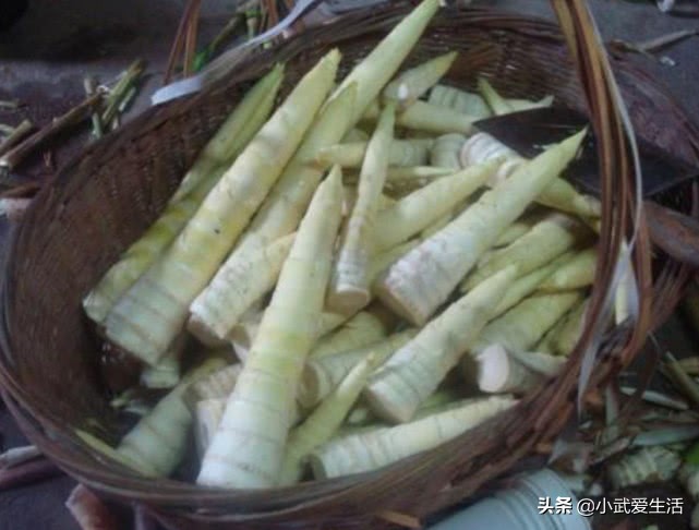 这种竹笋好吃,这种笋像熊猫一样剥着吃
