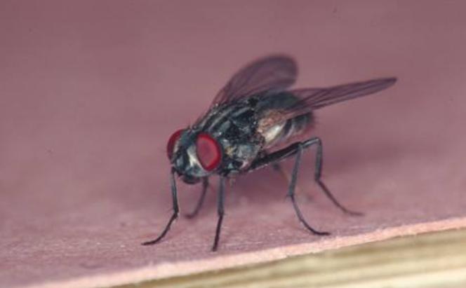 快餐吃到苍蝇,快餐吃到蛆可以要求赔偿多少