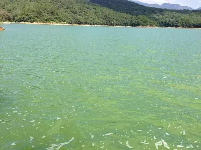 根据水花判断水深,池塘水色辨别及调控图解