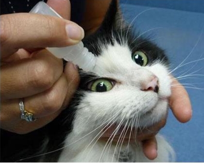 猫咪的眼炎怎么滴药,猫咪的眼部疾病有哪些