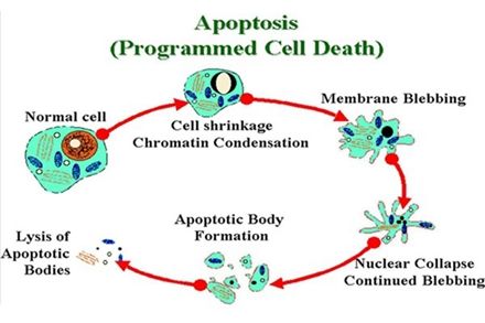 细胞衰老凋亡癌变,细胞的衰老和凋亡图片