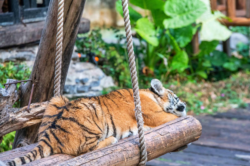 广州长隆野生动物世界旅游攻略,长隆野生动物世界攻略2-3天广州游