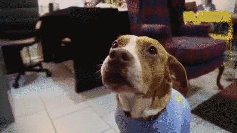 狗的爪爪可以不剪吗,狗的爪子有多厉害