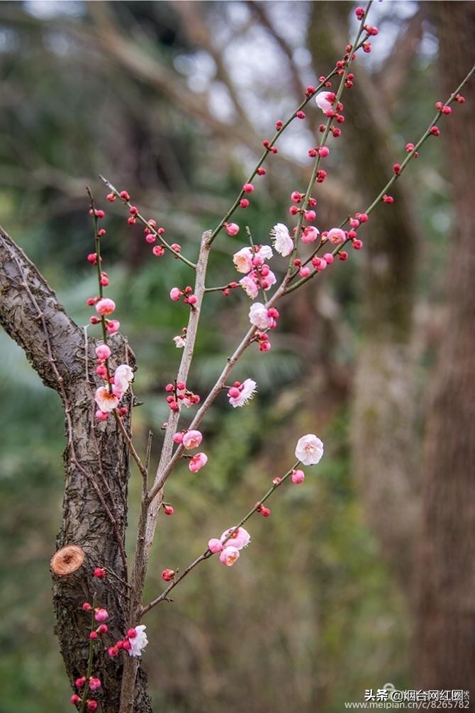 南京梅花山梅花开了吗,来南京梅花山赏梅花
