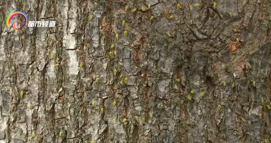 瘆人！红旗路行道树现虫患