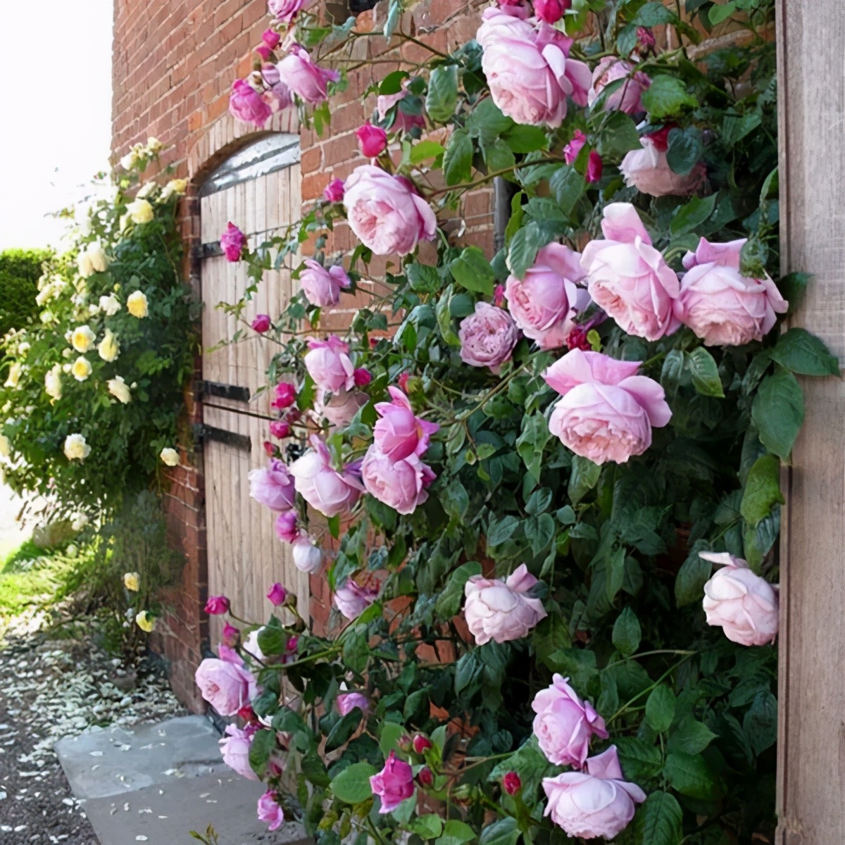 无刺四季开花藤本月季品种有哪些,耐热又耐寒的藤本月季有哪些品种