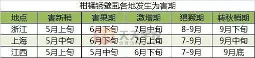 2021年柑橘锈壁虱什么时候适合打,锈壁虱病症特点