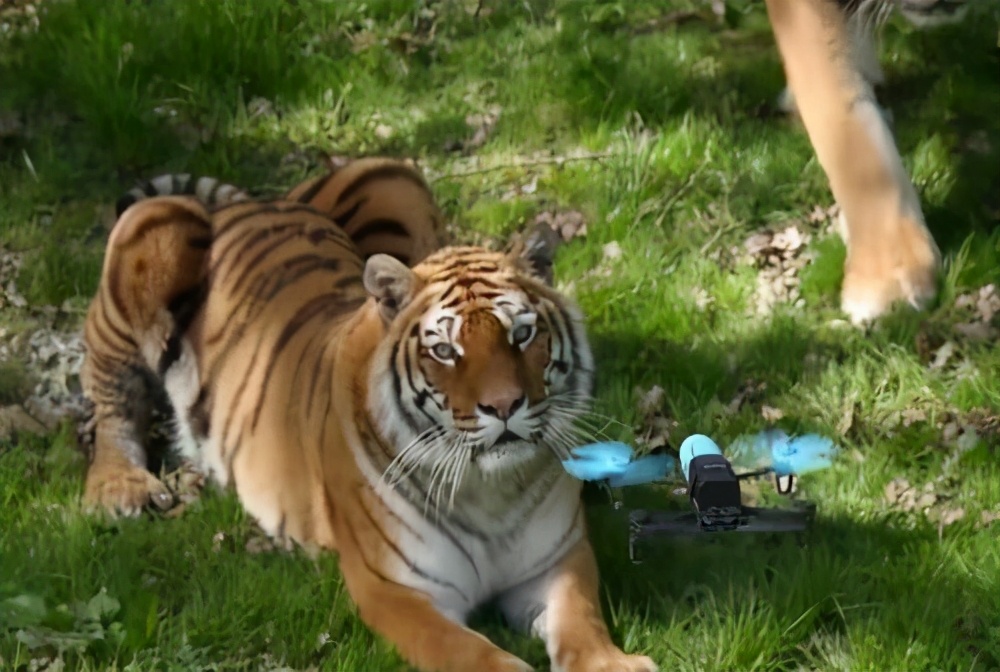 老虎和狮子谁厉害终于有答案了,老虎和狮子战斗谁厉害