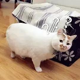 犬阿狄森病临床表现,狗狗得了阿狄森病的原因