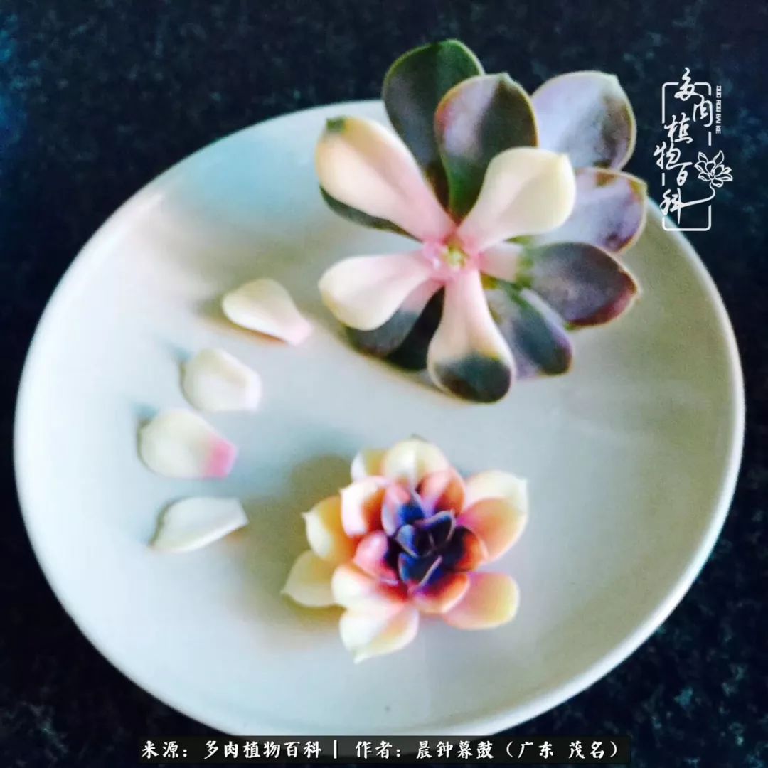 轻轻地告诉你，我的多肉也曾美过，不信你看看