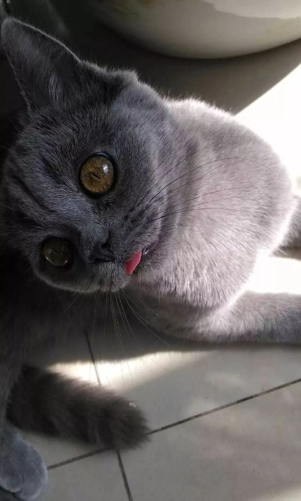 它因猫藓，遭人抛弃；我因猫藓，猫狗双全