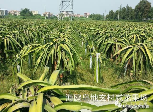 火龙果十大杀菌药,火龙果防病用什么药